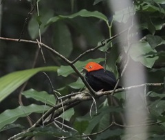 Ceratopipra mentalis