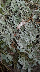 Cladonia squamosa