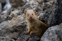 Urva auropunctata