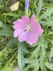 Malva alcea