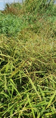 Leersia oryzoides