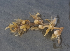 Sargassum