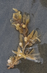 Sargassum