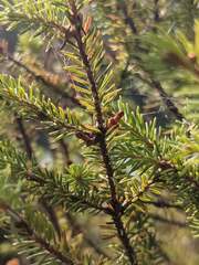 Arceuthobium pusillum