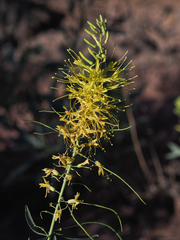 Stanleya pinnata