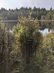 Arceuthobium pusillum