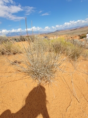 Ephedra