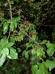 Cornus mas