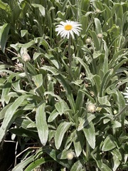 Celmisia sericophylla