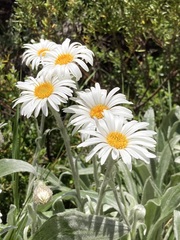 Celmisia sericophylla