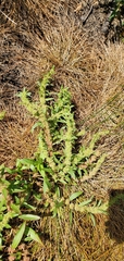 Rumex maritimus