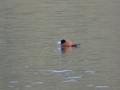 Oxyura ferruginea