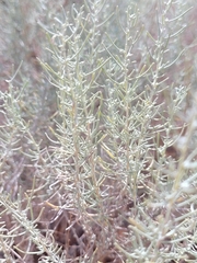 Artemisia filifolia