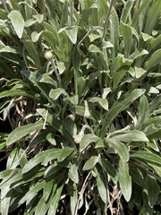 Celmisia sericophylla