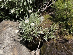 Celmisia sericophylla