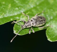 Cyrtepistomus castaneus
