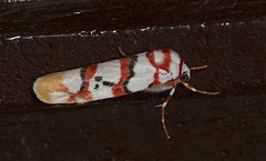 Cyana cruentata
