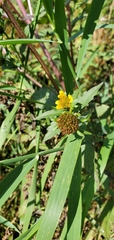 Bidens amplissima