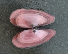 Psammotella bertini