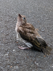 Sphecotheres vieilloti