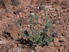 Halogeton glomeratus