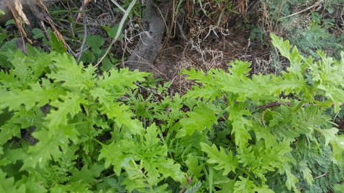 Foetid Goosefoot (Chenopodium graveolens)