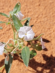 Euploca convolvulacea