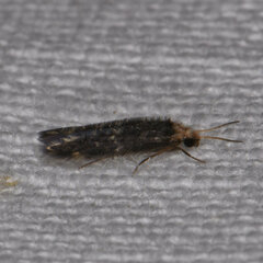 Hydroptilidae