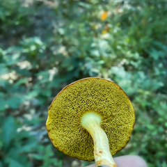 Boletellus chrysenteroides