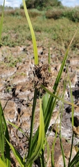 Bolboschoenus maritimus