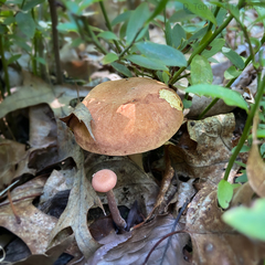 Boletellus chrysenteroides