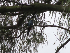 Platycercus adscitus