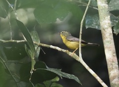 Basileuterus culicivorus