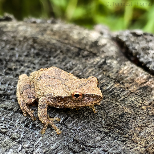 Spring Peeper photographed in Rhode Island