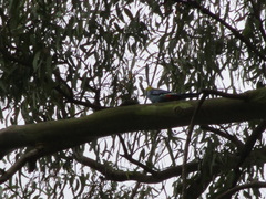 Platycercus adscitus