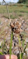 Bolboschoenus maritimus