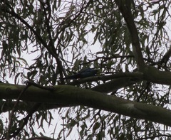 Platycercus adscitus