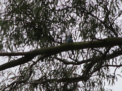 Platycercus adscitus