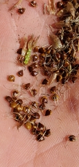 Bolboschoenus maritimus