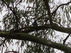 Platycercus adscitus