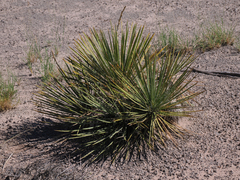 Yucca baileyi