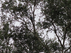 Platycercus adscitus