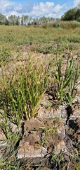 Bolboschoenus maritimus