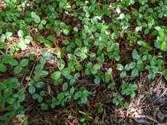 Rubus hispidus