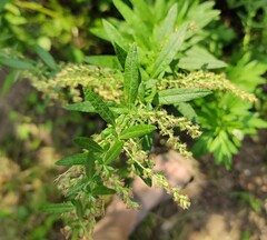 Artemisia indica