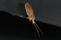 Micromus