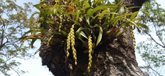 Coelogyninae