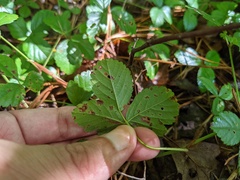 Rubus hispidus