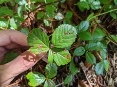 Rubus hispidus
