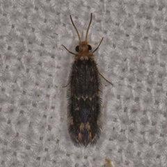 Hydroptilidae